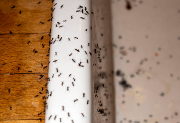 Best Exterminator Services  in Northview, MI