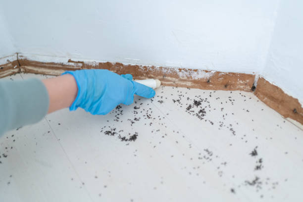 Best Residential Pest Control  in Northview, MI